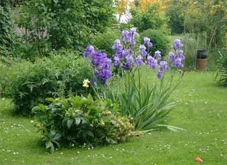 iris bleu ou mauve