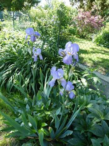 très jolis iris