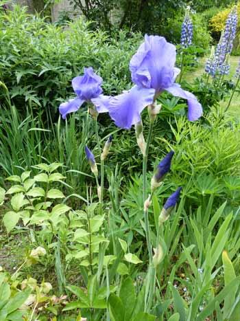 de très jolis iris bleus