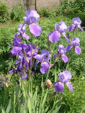 bouquet d'iris bleus