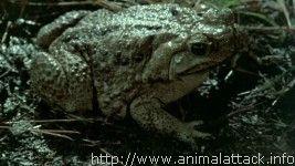 Frogs-Les Crapauds frogs05