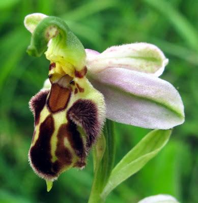 Variation sur Ophrys apifera (1) : Ophrys apifera var. friburgensis