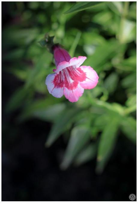 L'aventure de l'abeille fleurs_matin-7.jpg