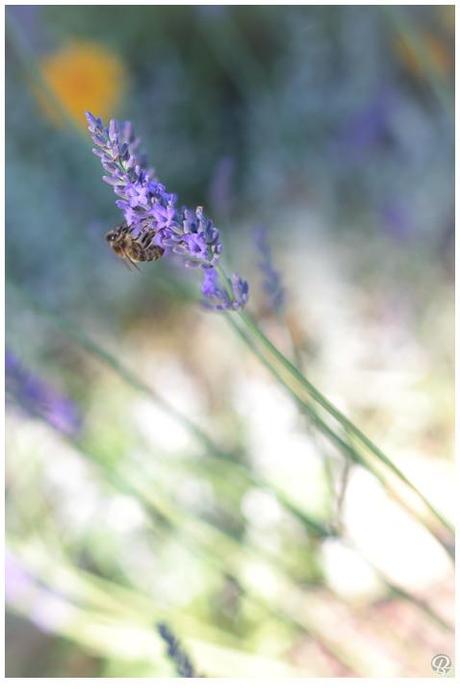 L'aventure de l'abeille fleurs matin-6