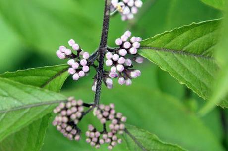 Callicarpa bodinieri 5 callicarpa bodinieri veneux 30 juin 2013 001 (7).jpg