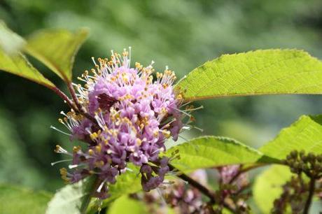 Callicarpa bodinieri fl 7 callicarpa bod 7 juillet 2013 019.jpg