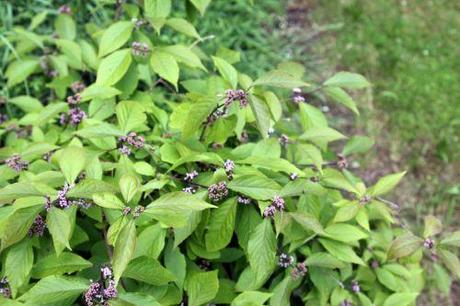 Callicarpa bodinieri 2 callicarpa bodinieri veneux 30 juin 2013 001 (5).jpg