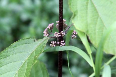 Callicarpa bodinieri 4 callicarpa bodinieri veneux 30 juin 2013 001 (6).jpg