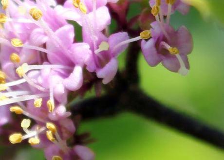 Callicarpa bodinieri fl b callicarpa bod 7 juillet 2013 012.jpg