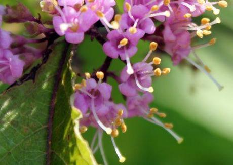 Callicarpa bodinieri fl a callicarpa bod 7 juillet 2013 015.jpg