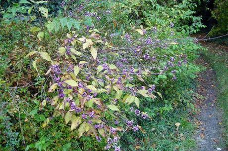 Callicarpa bodinieri fruits 1 callicarpa 29 oct 001.jpg