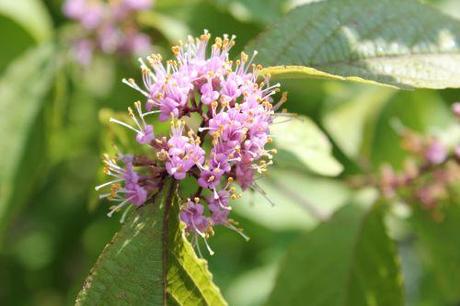Callicarpa bodinieri fl 4 callicarpa bod 7 juillet 2013 016.jpg