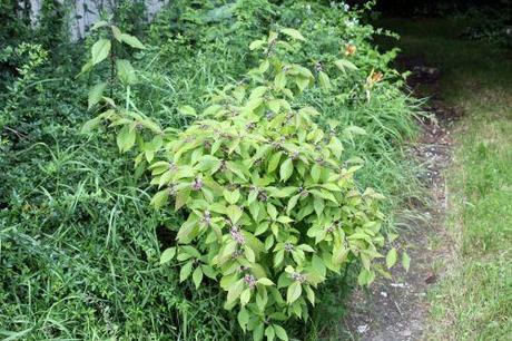 Callicarpa bodinieri 1 callicarpa bodinieri veneux 30 juin 2013 001 (1).jpg