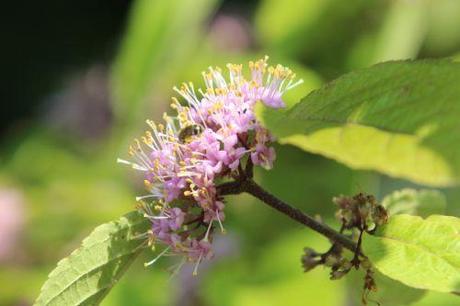 Callicarpa bodinieri fl 6 callicarpa bod 7 juillet 2013 011.jpg