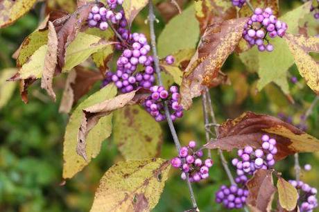 Callicarpa bodinieri fruits 4 callicarpa 29 oct 007.jpg