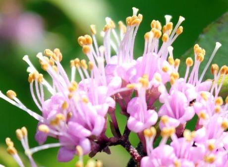 Callicarpa bodinieri fl c callicarpa bod 7 juillet 2013 017.jpg