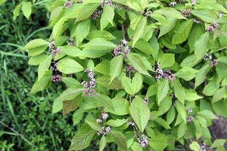Callicarpa bodinieri 3 callicarpa bodinieri veneux 30 juin 2013 001 (3).jpg