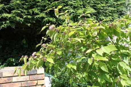 Callicarpa bodinieri fl 2 callicarpa bod 7 juillet 2013 023.jpg