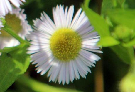Symphyotrichum lanceolatum aster lanc rec romi 5 juillet 2013 046.jpg