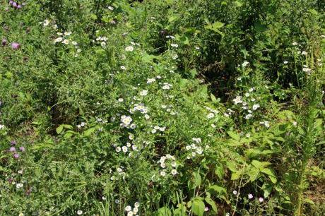 Symphyotrichum lanceolatum 1 aster lanceolatum romi 5 juillet 2013 045.jpg