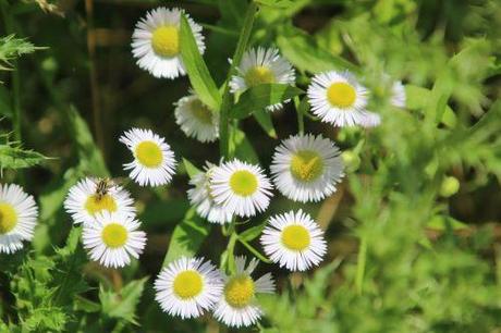 Symphyotrichum lanceolatum 2 aster lanceolatum romi 5 juillet 2013 041.jpg