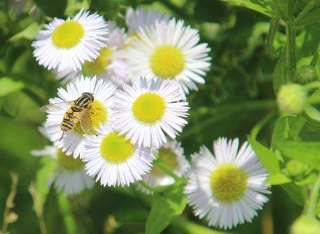 Symphyotrichum lanceolatum 6 aster lanceolatum romi 5 juillet 2013 047.jpg