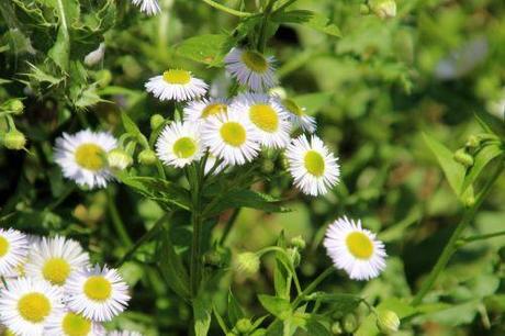 Symphyotrichum lanceolatum 5 aster lanceolatum romi 5 juillet 2013 042.jpg