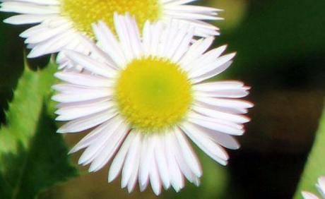 Symphyotrichum lanceolatum 7 aster lanceolatus rec romi 5 juillet 2013 041.jpg