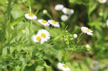 Symphyotrichum lanceolatum 4 aster lanceolatum romi 5 juillet 2013 043.jpg