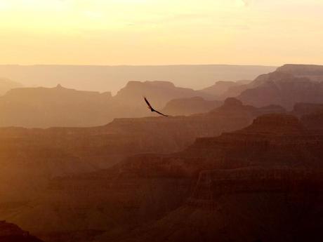 oiseau grand canyon 1024x768 Road trip USA II : Le Grand Canyon