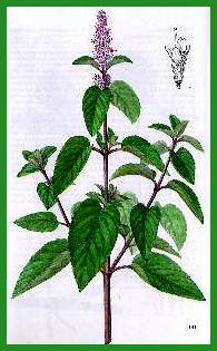 Menthe Menthe