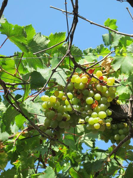 Destination soleil : Collioure IMG_2291V2