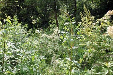 Acer 'Carnival' 1 acer carnival romi 5 juillet 2013 034 (2).jpg