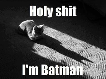 batman cat