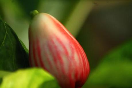 Au jardin jardin-orage-2080.JPG