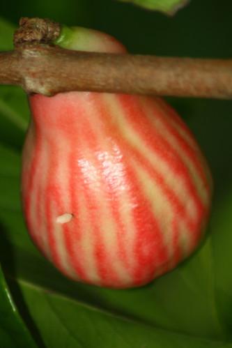 Au jardin jardin-orage 2006