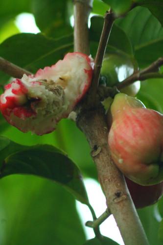 Au jardin jardin-orage-2004.JPG