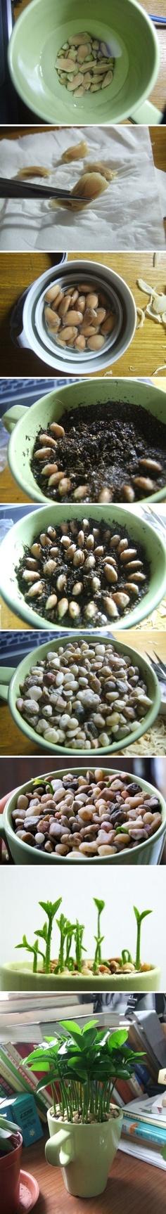 Mes petits citronniers from lemon seeds. Lemon leaves smell so good. Awesome for kitchen, bathroom, or any place in the house.