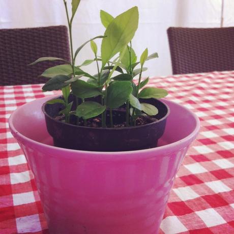 Mes petits citronniers juin iphone 024