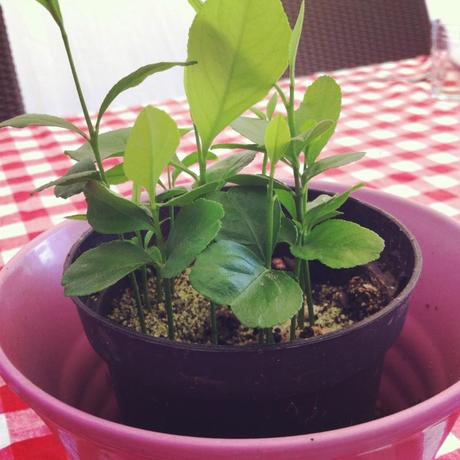 Mes petits citronniers juin iphone 022