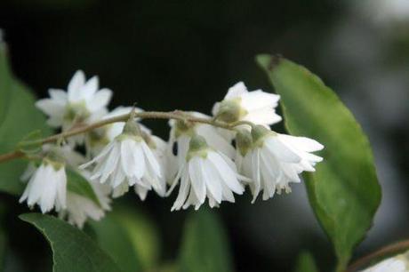 Deutzia scabra 'Candidissima' 4 deutzia veneux 7 juin 2012 025.jpg