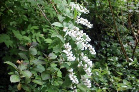 Deutzia scabra 'Candidissima' 3 deutzia 22 juin 2013 004 (3).jpg