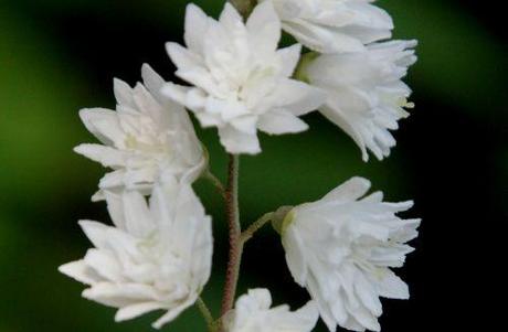 Deutzia scabra 'Candidissima' 6 deutzia rec veneux 7 juin 2012 025 (5).jpg