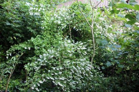 Deutzia scabra 'Candidissima' 1 deutzia veneux 7 juin 2012 001.jpg