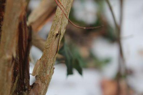 Deutzia scabra 'Candidissima' deutzia veneux 26 janvier 2013 012.jpg