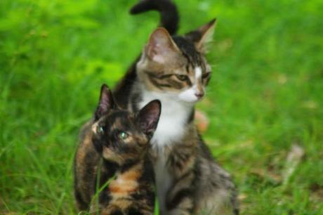 Paruline Dendroica petechia chez Tival en Guadeloupe les-animaux2-2148.JPG