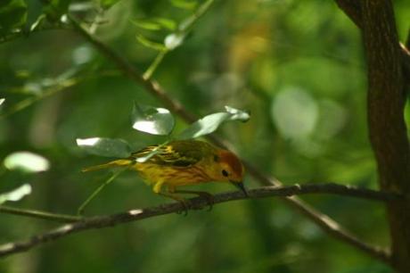 Paruline Dendroica petechia chez Tival en Guadeloupe les-animaux2-2126.JPG