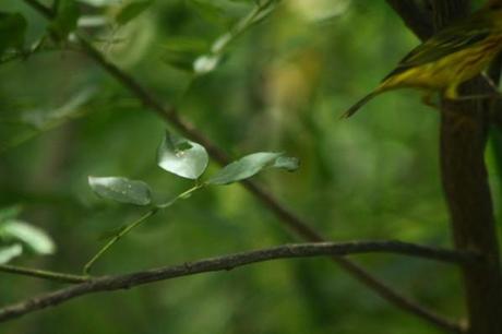 Paruline Dendroica petechia chez Tival en Guadeloupe les-animaux2-2133.JPG