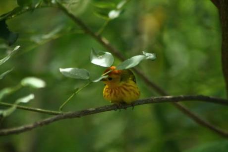 Paruline Dendroica petechia chez Tival en Guadeloupe les-animaux2-2132.JPG