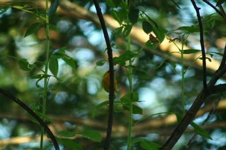 Paruline Dendroica petechia chez Tival en Guadeloupe les-animaux2-2035.JPG
